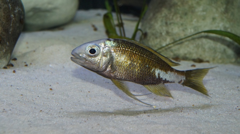 Ophthalmotilapia ventralis 'Kapampa'
